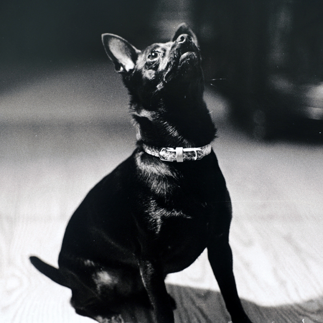 The Face of Desire - Silver Gelatin Print : Spring 2018